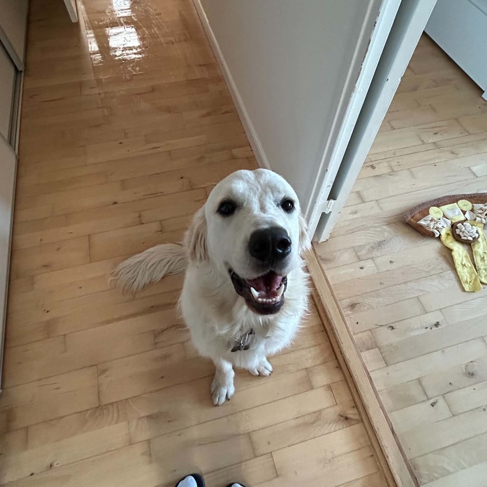 Søger gå- og legekammerat til hund